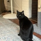 lost cat in Cleveland, Ohio