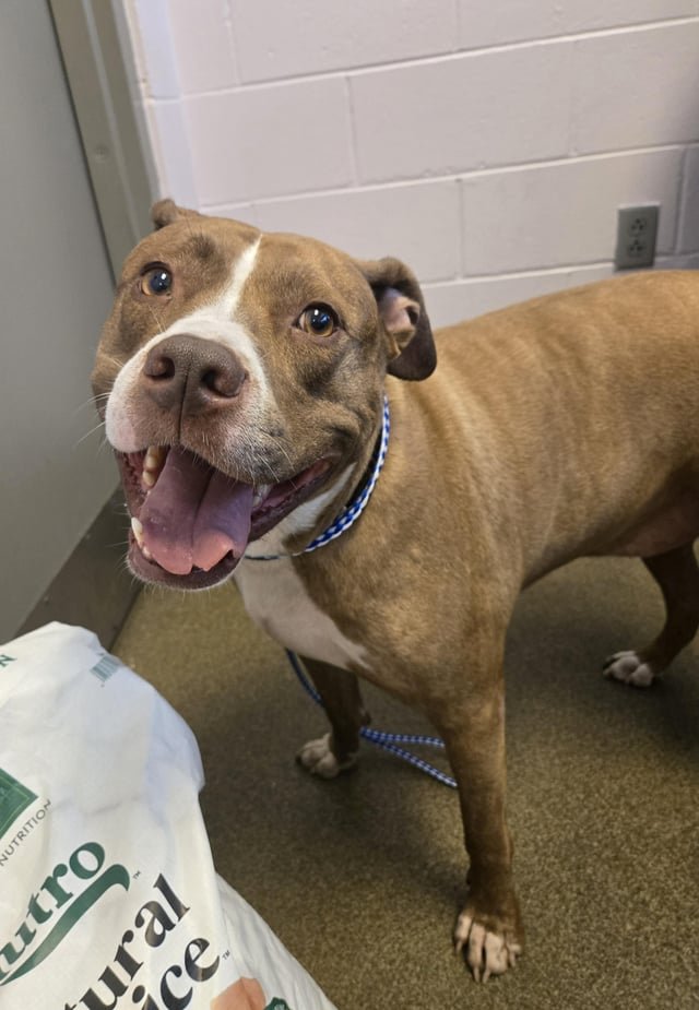 Lost Dog in Jacksonville, Florida — listing photo