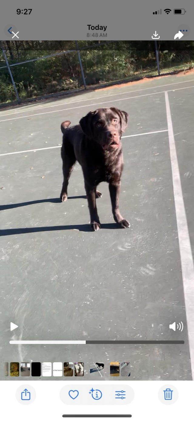 found dog in Philadelphia, Pennsylvania