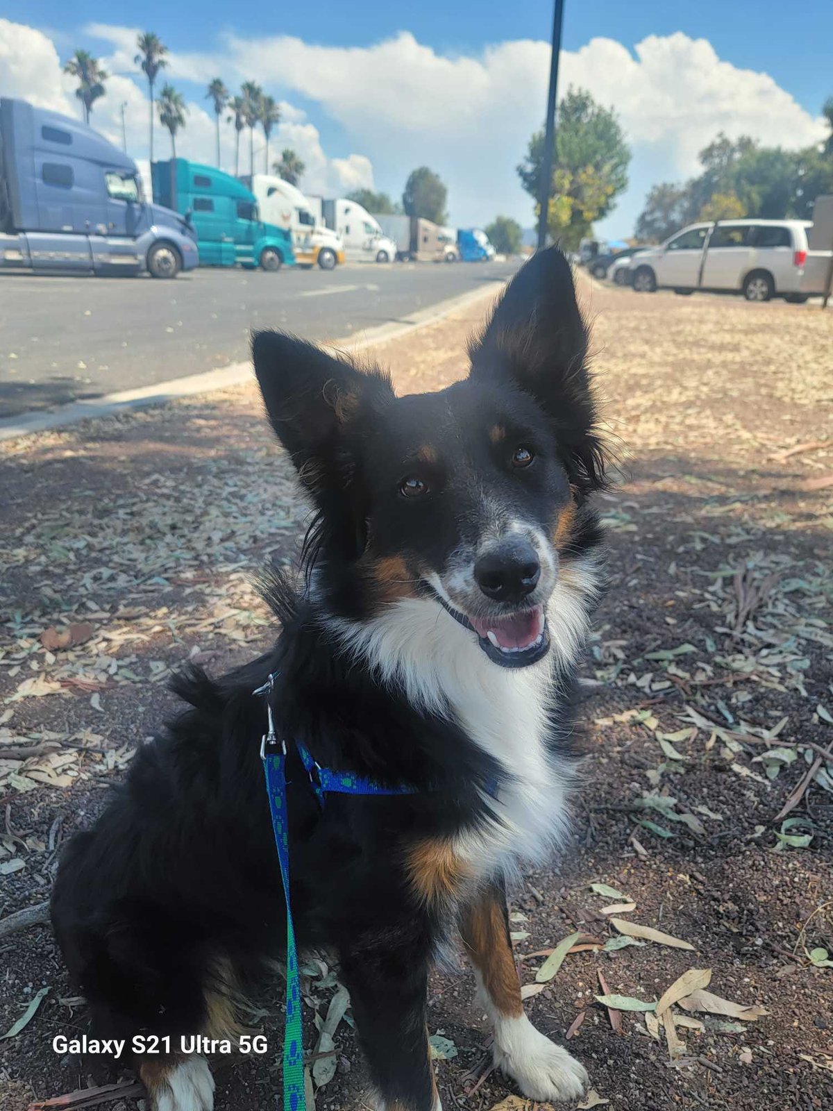 Lost Dog in Yucaipa, California — listing photo