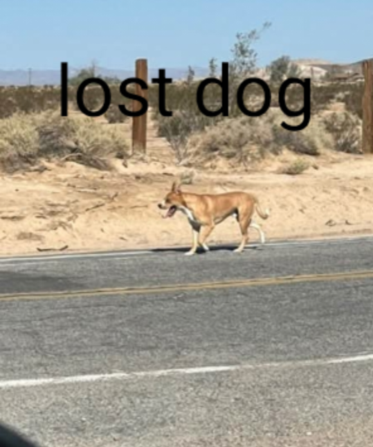Lost Dog in Newberry Springs — listing photo