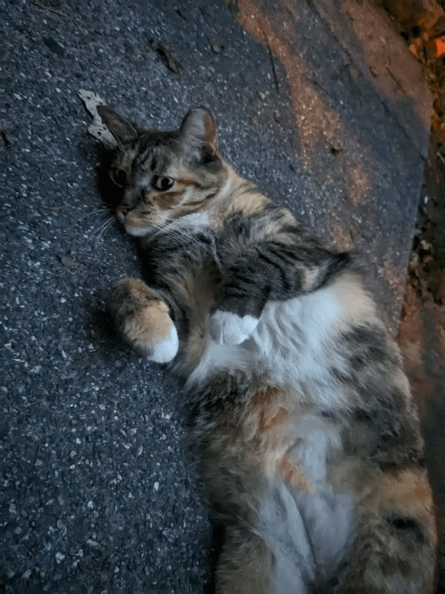 Lost Cat in Philadelphia, Pennsylvania — Anyone missing a very friendly cat in East Passyunk?