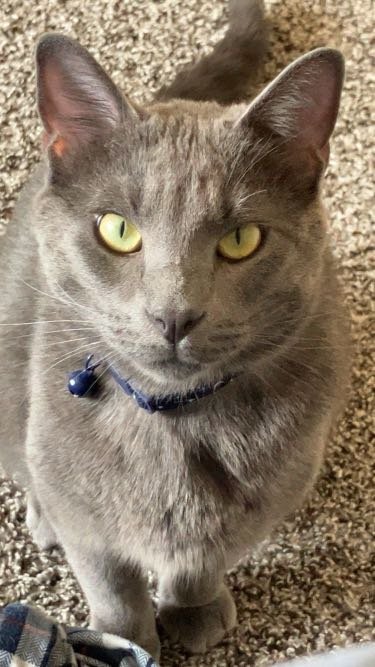 Lost Cat in Ottumwa — listing photo