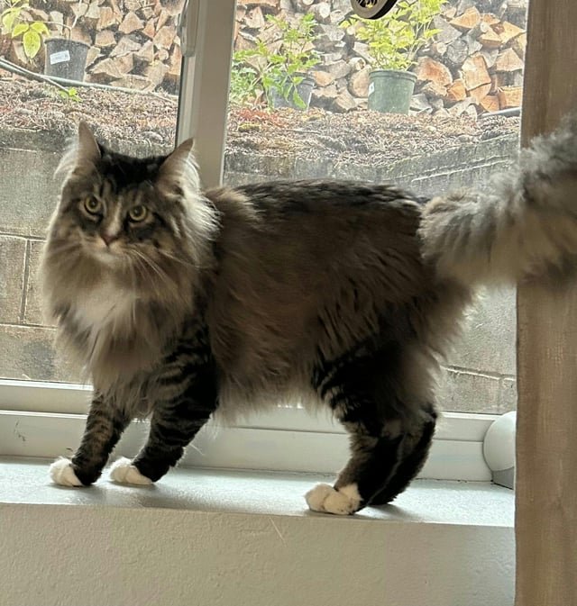 lost cat in Hurst, Texas