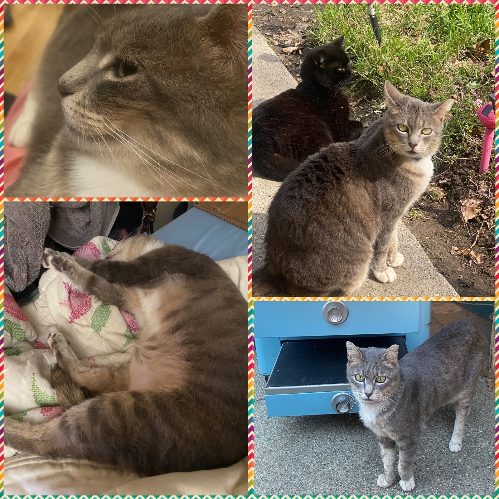 Lost Cat in West Sacramento, California — listing photo