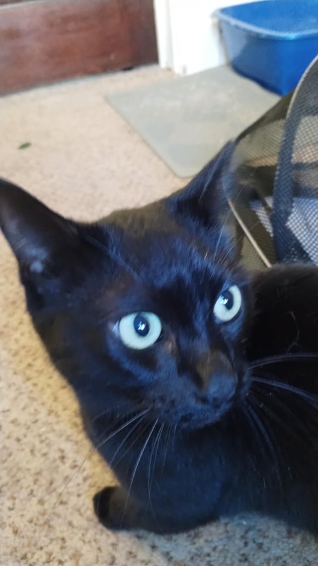 Pet alert in Buffalo, New York — Anyone near East Street and hertel Ave missing a black cat?