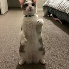 lost cat in K