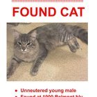 Found Cat in Nashville, Tennessee — reposting found cat!
