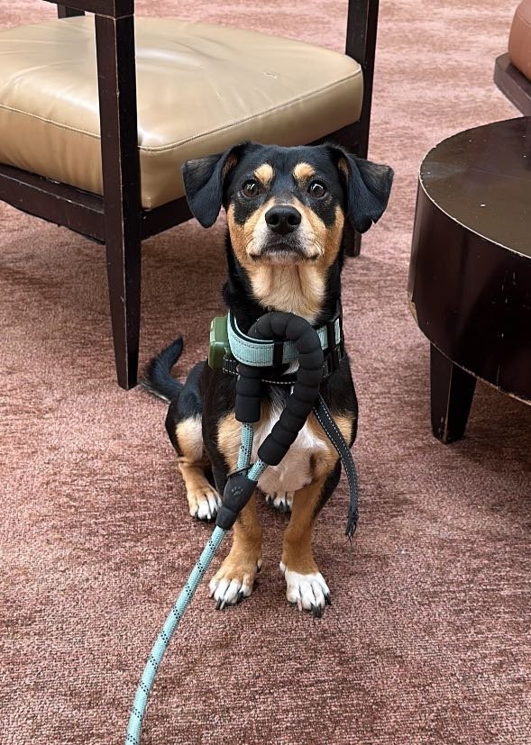 Lost Dog in Garden Grove, California — listing photo