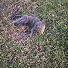 lost cat in K