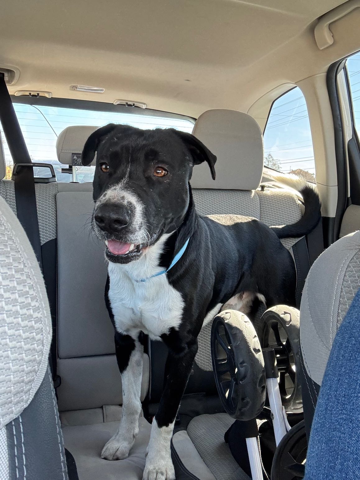 Found Dog in San Antonio, Texas — listing photo