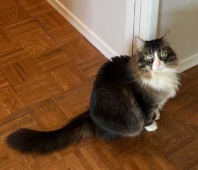 Lost Cat in Oatfield — listing photo