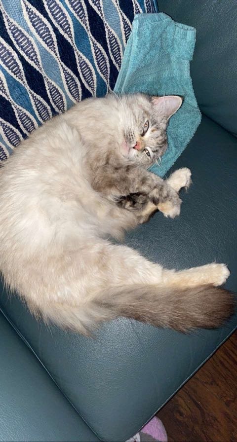 Lost Cat in San Antonio, Texas — listing photo