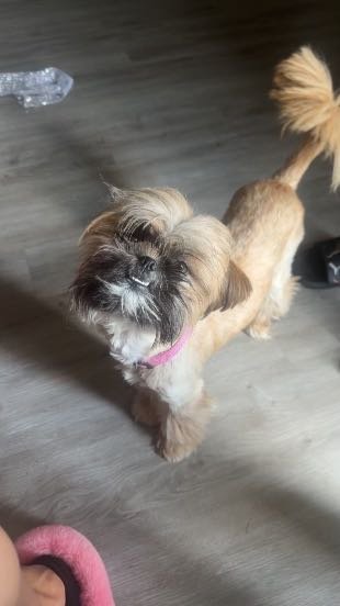 Lost Dog in Houston, Texas — listing photo