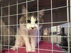 found cat in El Paso, Texas