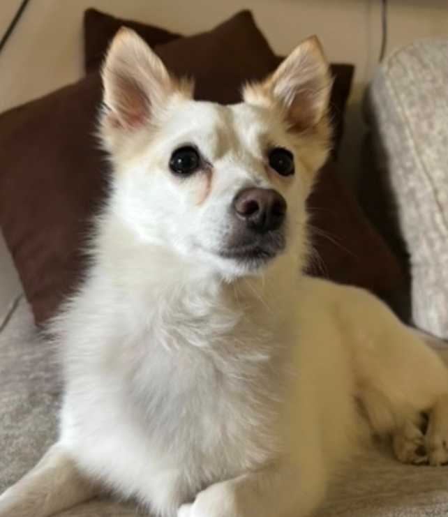 Lost Dog in Elizabeth, New Jersey — listing photo