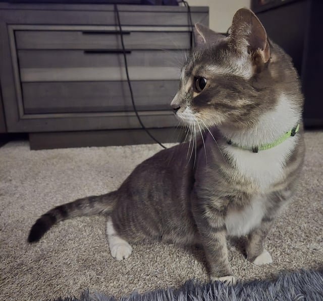 lost cat in Bellingham, Washington