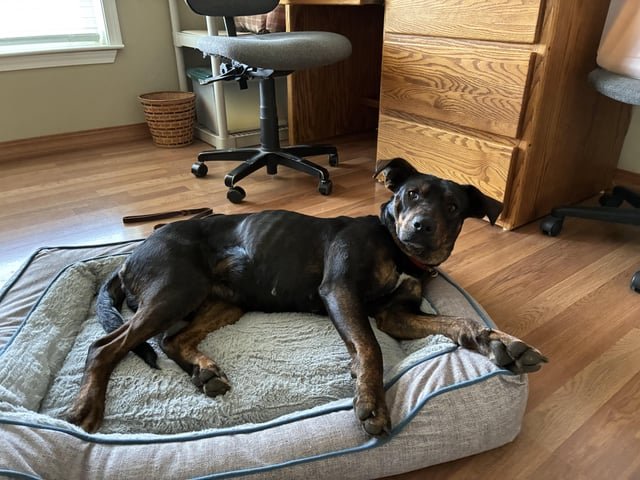 Found Dog in Spokane, Washington — listing photo
