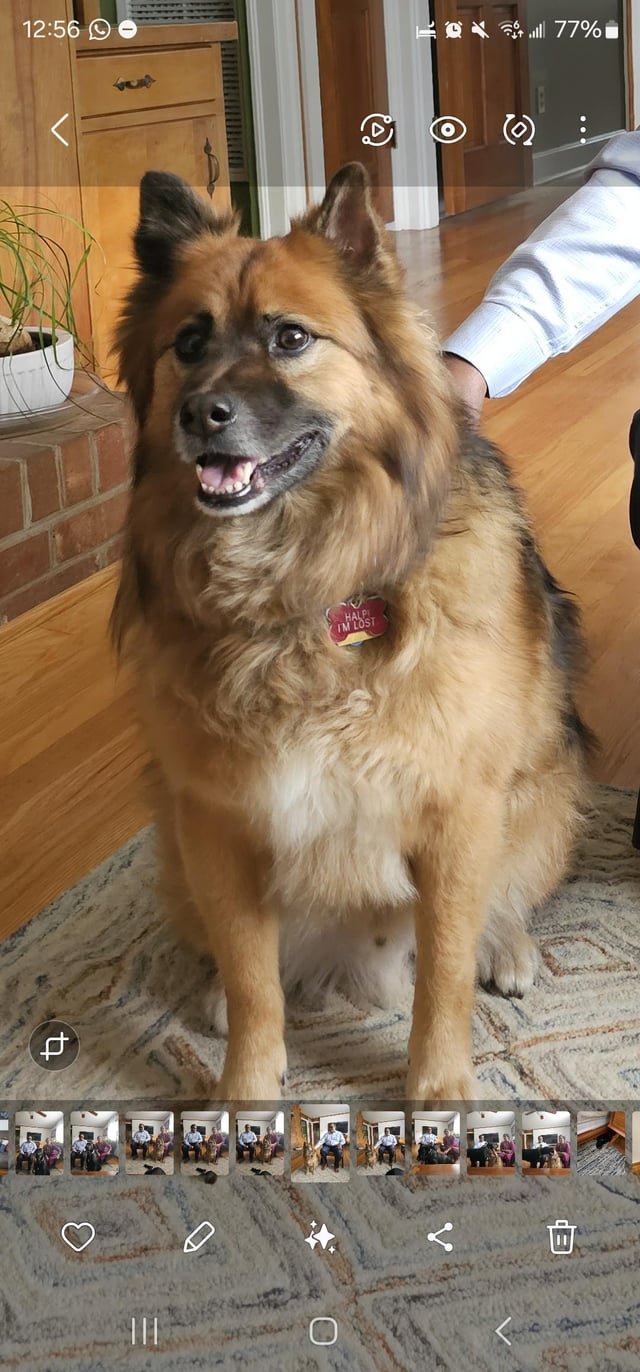 lost dog in Raleigh, North Carolina