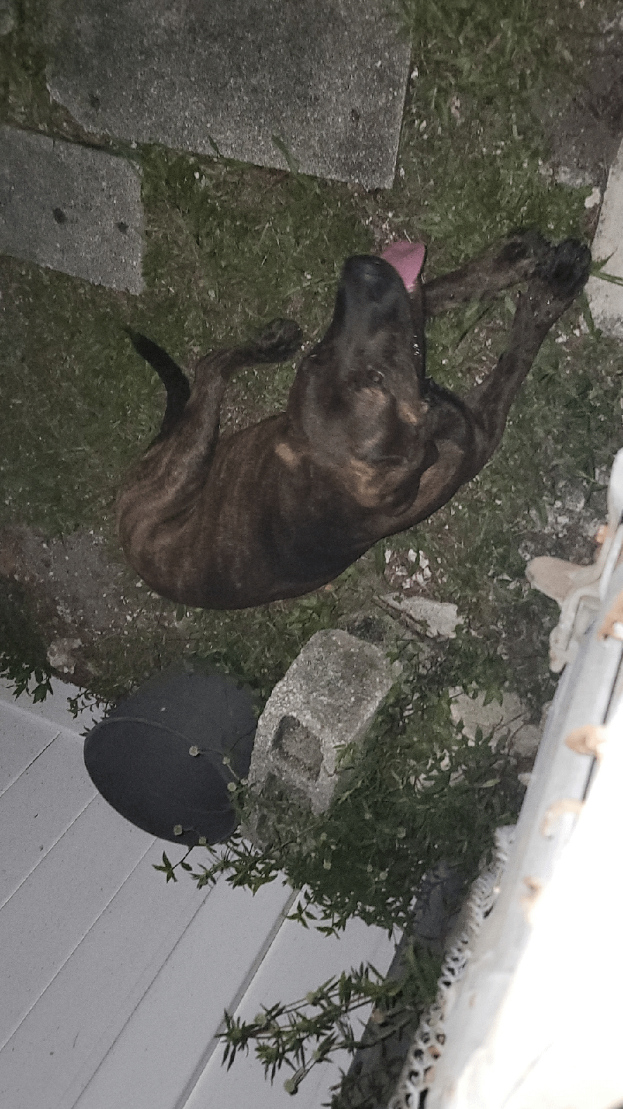 Lost Dog in Miami, Florida — listing photo