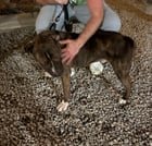Found Pet in Raleigh, North Carolina — listing photo