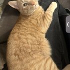lost pet in Buffalo, New York
