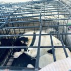 Found Dog in San Jose, California — listing photo