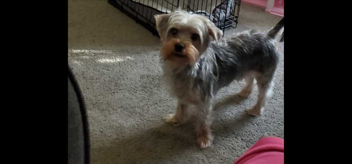 Lost Dog in Simpsonville — listing photo