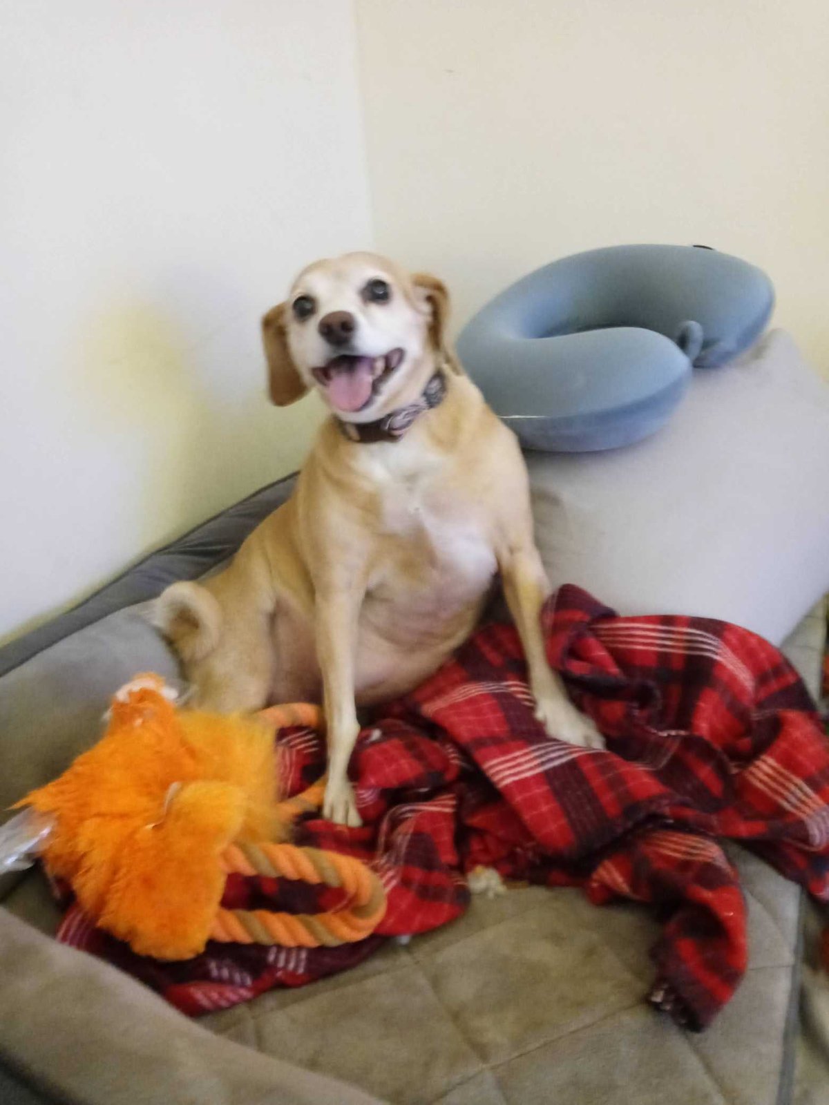 Lost Dog in Tucson, Arizona — listing photo