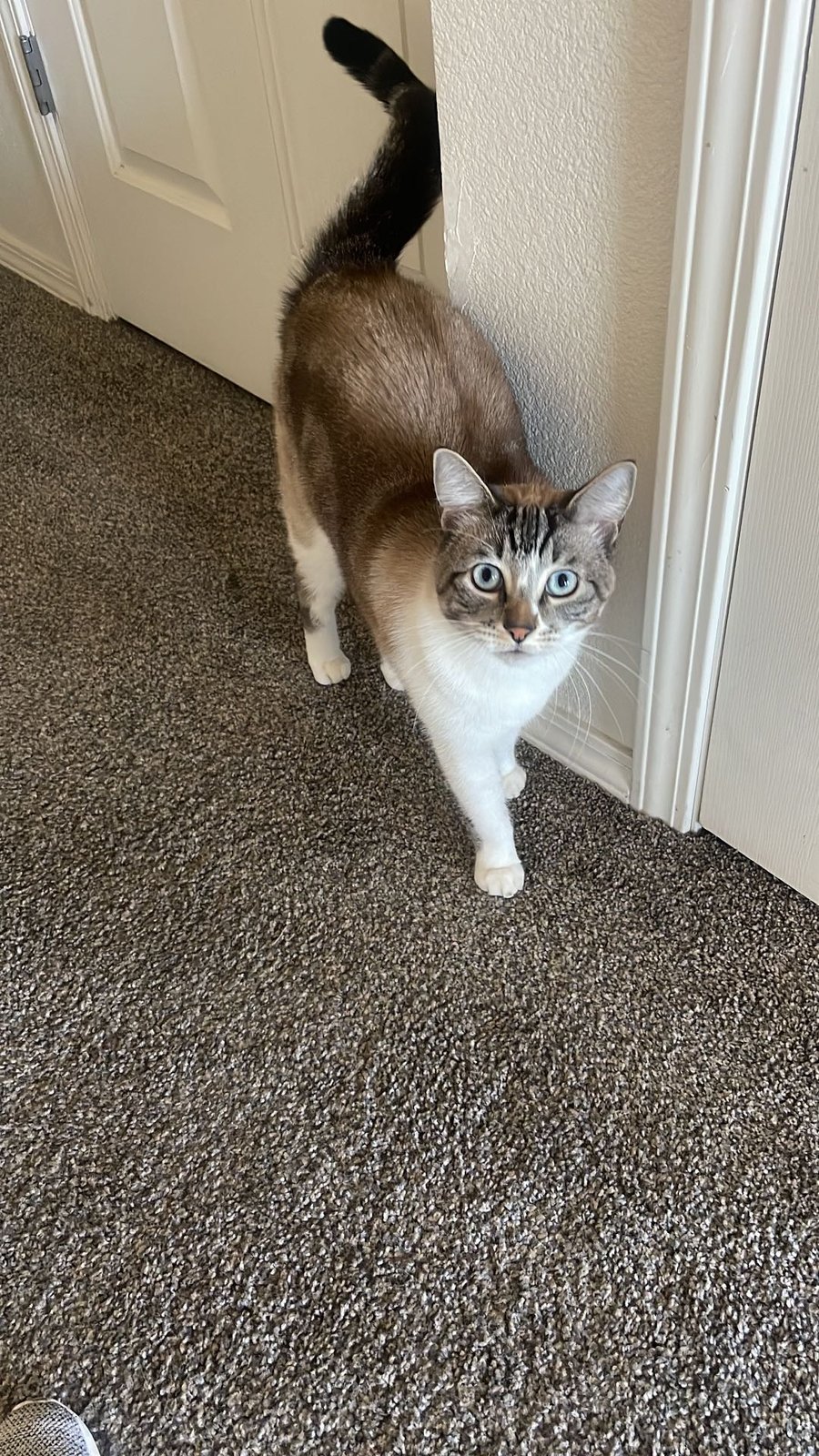 Lost Cat in Keizer, Oregon — listing photo