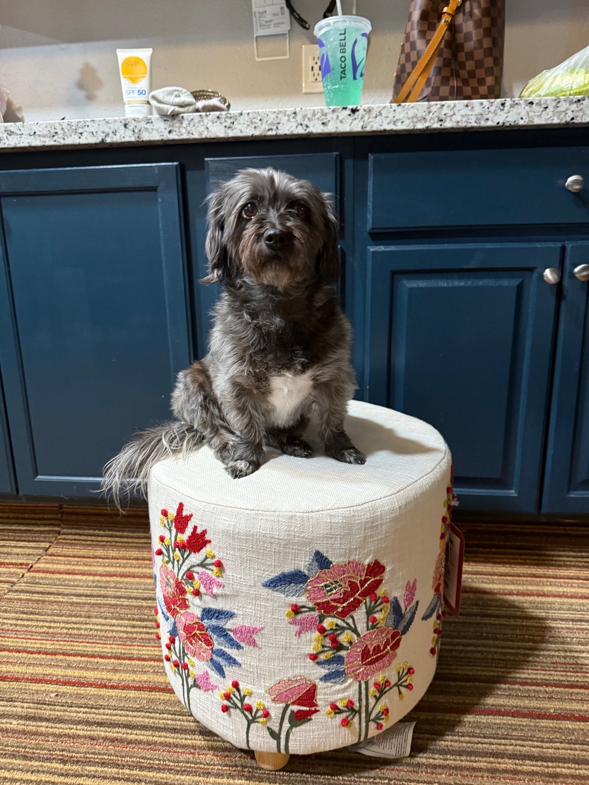 Lost Dog in Sacramento, California — listing photo