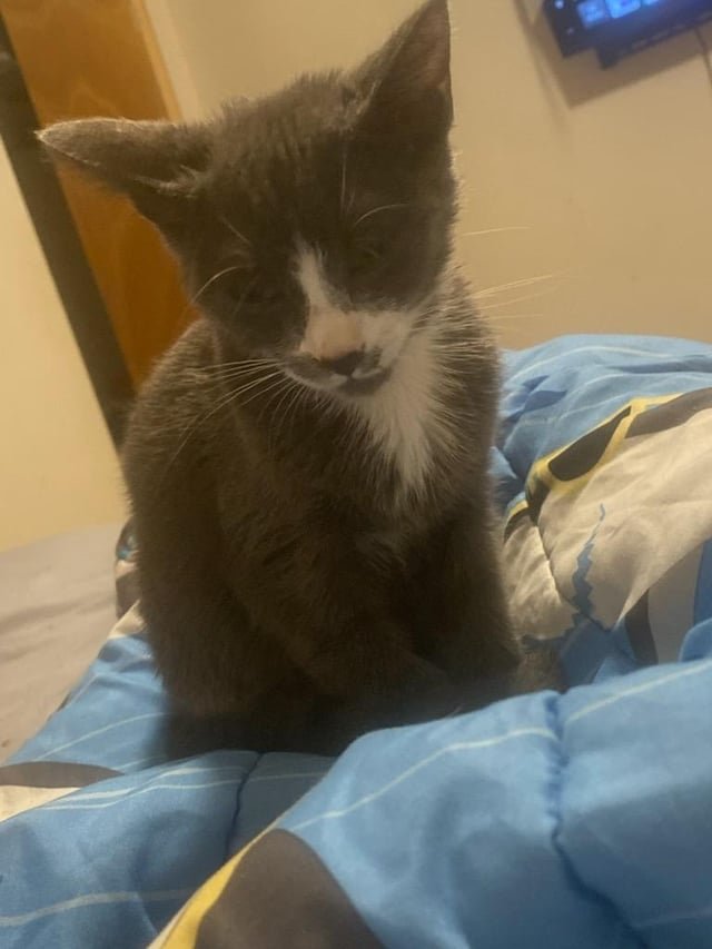 Lost Cat in Chicago, Illinois — listing photo