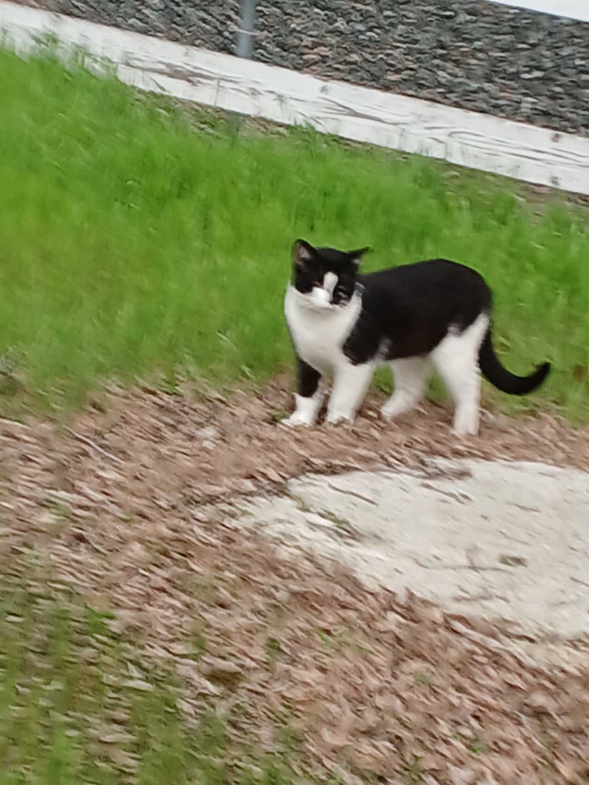 lost cat in Lakeport