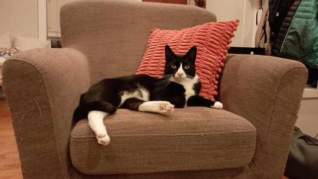 lost cat in Baltimore, Maryland