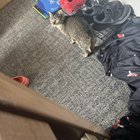 lost cat in Plano, Texas