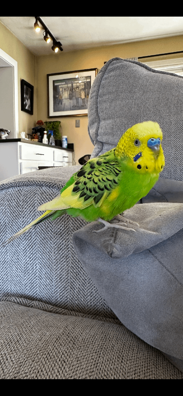Lost Pet in Pittsburgh, Pennsylvania — listing photo