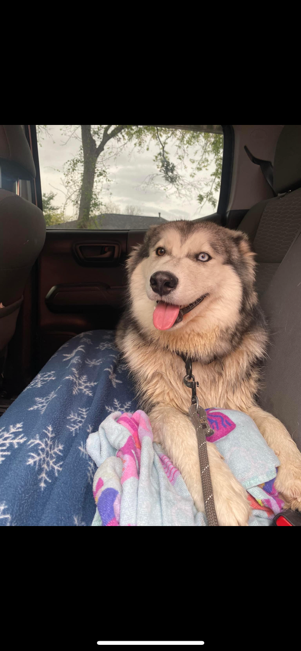 Lost Dog in Dallas, Texas — listing photo