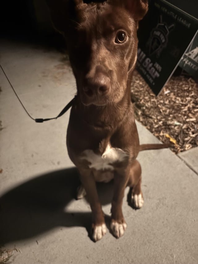 found dog in San Diego, California