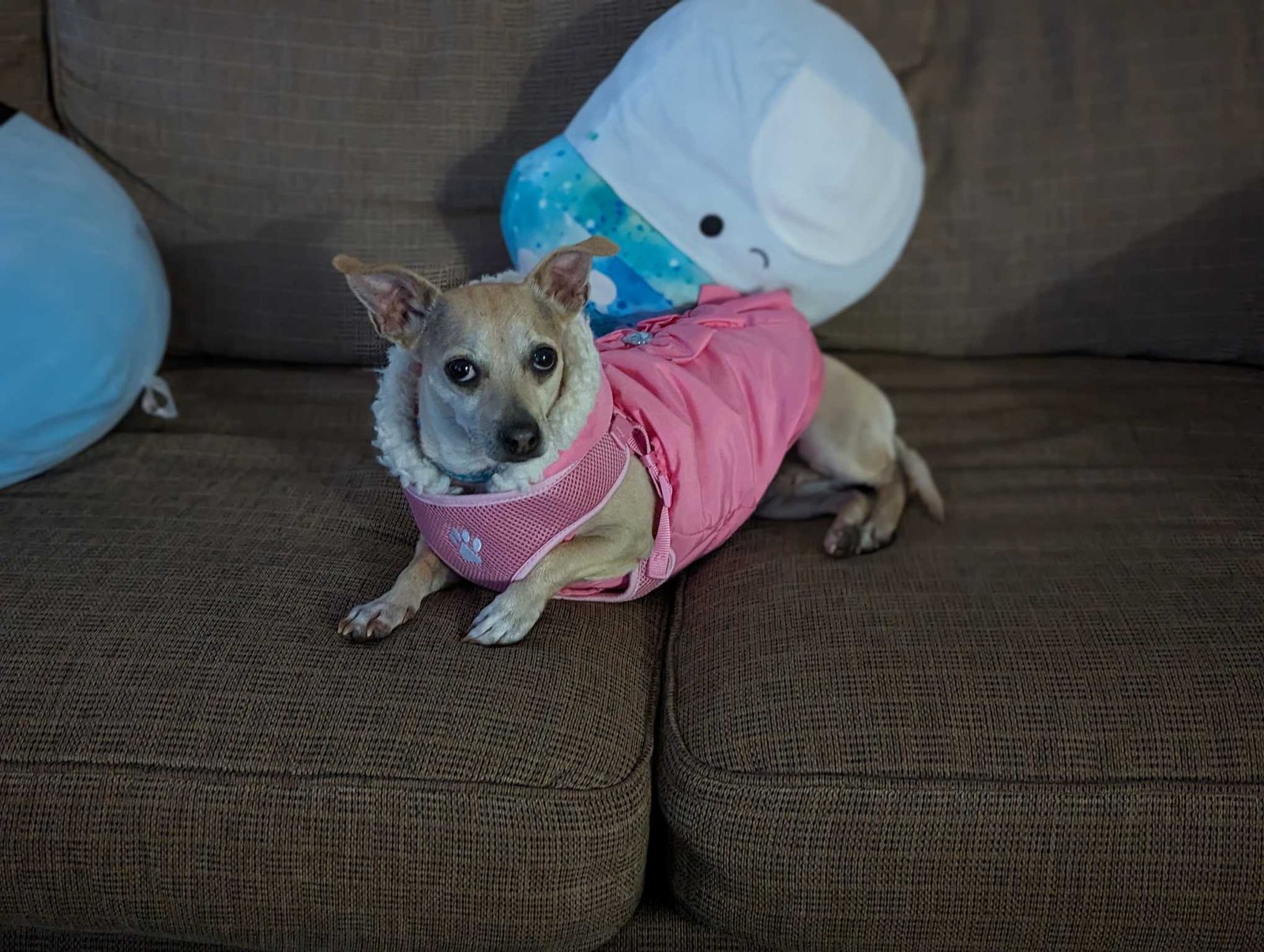 Lost Dog in Thornton, Colorado — listing photo