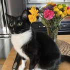 Lost Cat in Kansas City, Missouri — listing photo