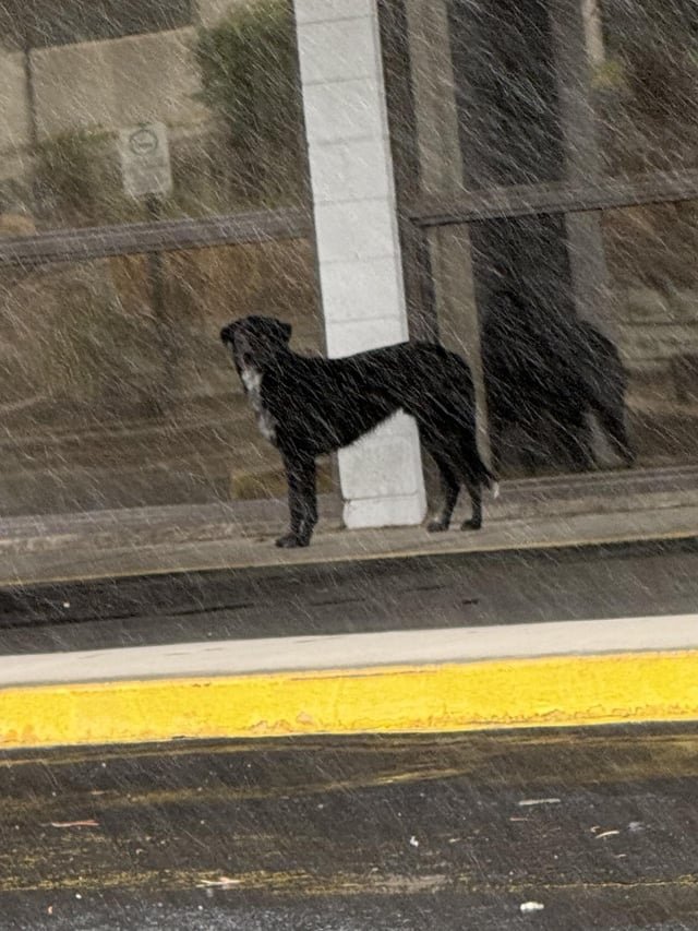 lost pet in Denver, Colorado