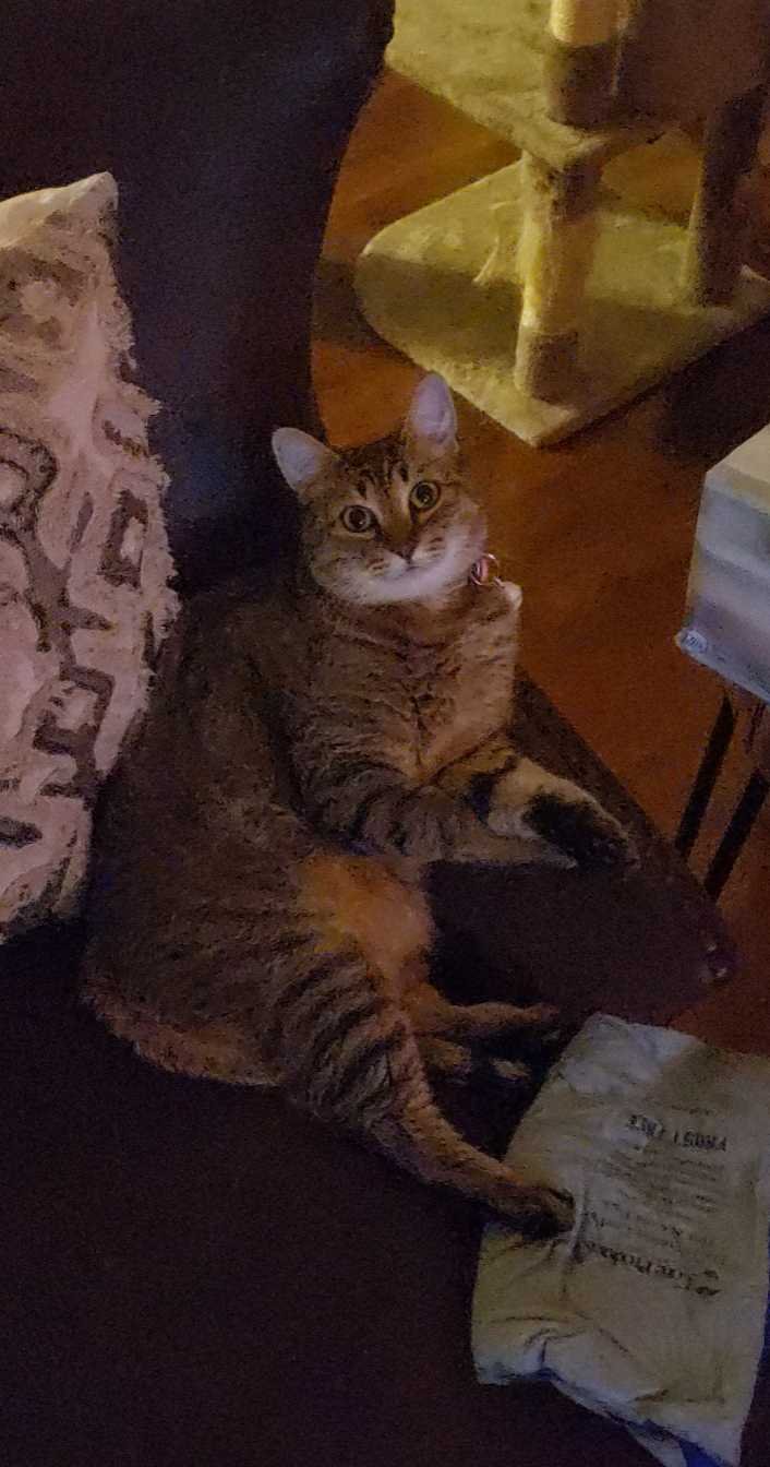 Lost Cat in Johnstown — listing photo