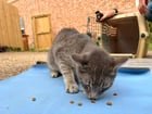 found cat in Austin, Texas