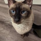 Lost Cat in Dallas, Texas — listing photo