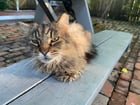 found cat in New Orleans, Louisiana