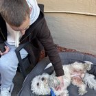 lost dog in San Jose, California