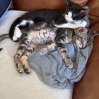 found cat in San Jose, California