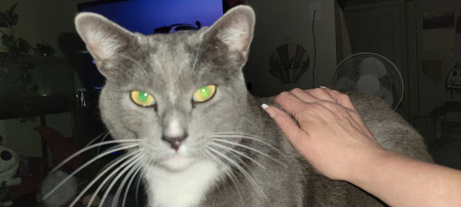 Lost Cat in Sparks, Nevada — listing photo