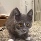 found cat in Charlotte, North Carolina