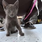 Pet alert in Tampa, Florida — Anyone in Tampa looking for a kitten?